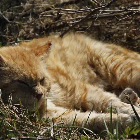アパート Buama Kammer アプテナウ